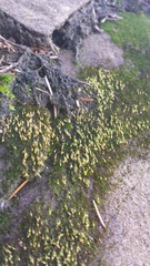 Blindiadelphus recurvatus