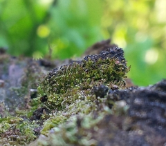 Crossocalyx hellerianus