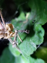 Amblyptilia pica