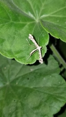 Amblyptilia pica