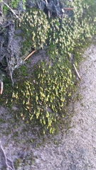 Blindiadelphus recurvatus