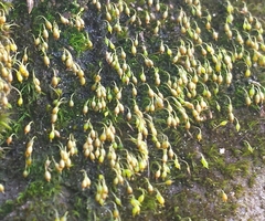 Blindiadelphus recurvatus