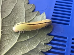 Cimbex femoratus