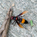 Greater Banded Hornet - Photo (c) Paul Dickson, some rights reserved (CC BY-NC), uploaded by Paul Dickson