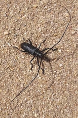Monochamus sutor longulus