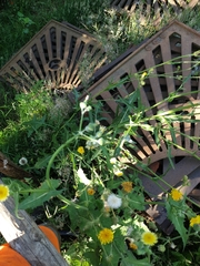 Sonchus oleraceus