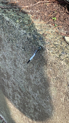 Orthetrum albistylum