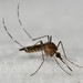 Mosquito de la Encefalitis - Photo (c) andrewrivera, algunos derechos reservados (CC BY-NC), uploaded by andrewrivera