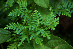 Selaginella myosurus
