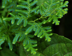 Selaginella myosurus