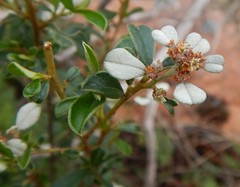 Spyridium spathulatum