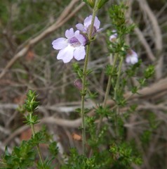 Prostanthera eurybioides