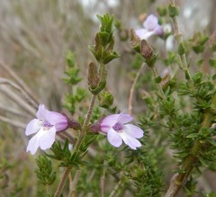 Prostanthera eurybioides