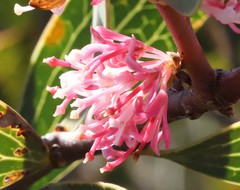 Hakea neurophylla