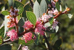 Hakea neurophylla