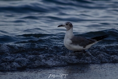 Leucophaeus atricilla