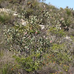 Hakea neurophylla