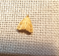 Scybalistodes periculosalis