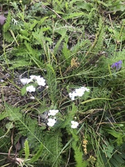 Dontostemon pinnatifidus