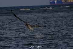 Pelecanus occidentalis