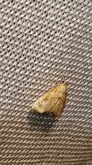 Scybalistodes periculosalis