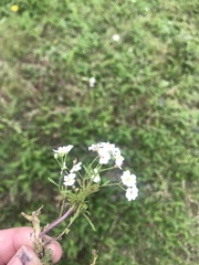 Dontostemon pinnatifidus