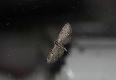 Eupithecia tripunctaria