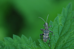 Rhagium mordax