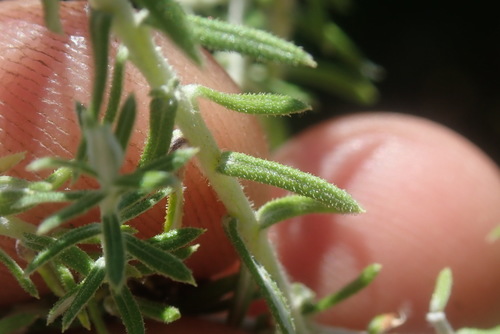Image of Helichrysum reflexum by no rights reserved