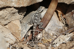 Laudakia stellio daani