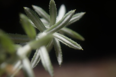 Helichrysum reflexum