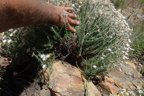 Image of Helichrysum reflexum by no rights reserved