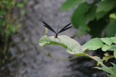 Calopteryx japonica
