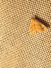 Scybalistodes periculosalis