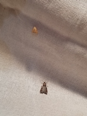 Scybalistodes periculosalis