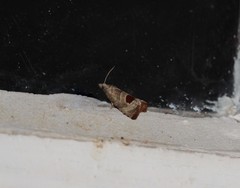 Notocelia uddmanniana