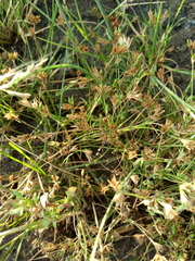 Juncus ranarius