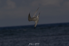 Thalasseus sandvicensis