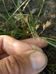Juncus ranarius