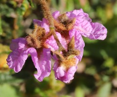 Thomasia grandiflora