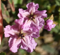 Thomasia grandiflora