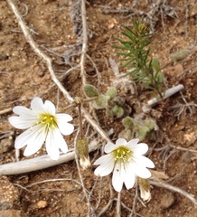 Cerastium alpinum