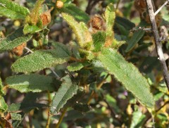 Thomasia grandiflora