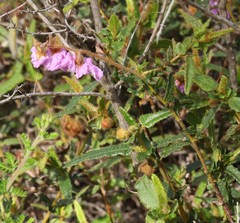 Thomasia grandiflora