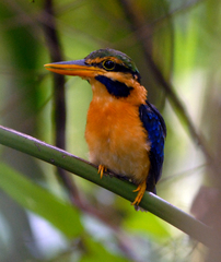 Actenoides concretus