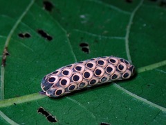 Kalocorinnis wegneri