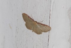 Idaea humiliata