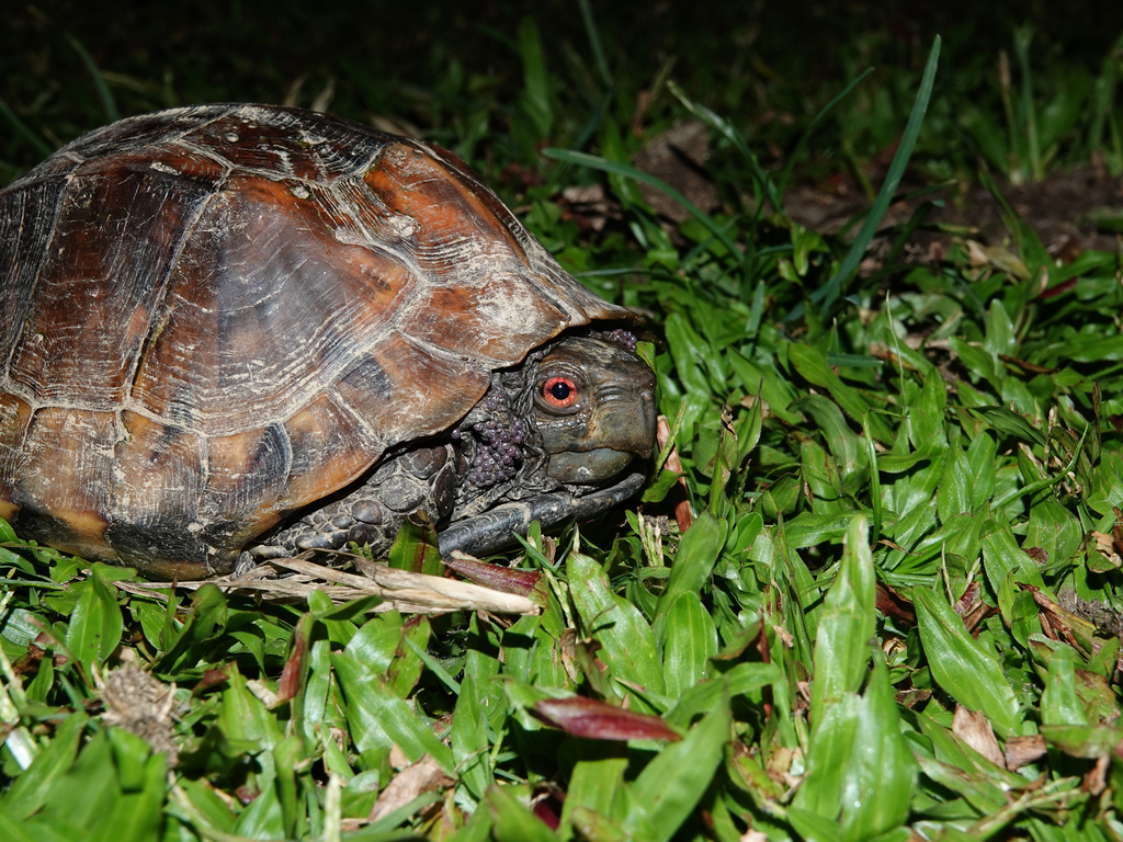 Jagged-shelled Turtle in October 2019 by Rejoice Gassah · iNaturalist