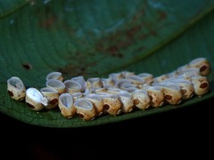 Loxopsis