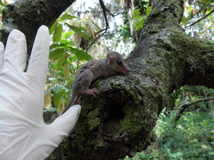 Didelphinae
